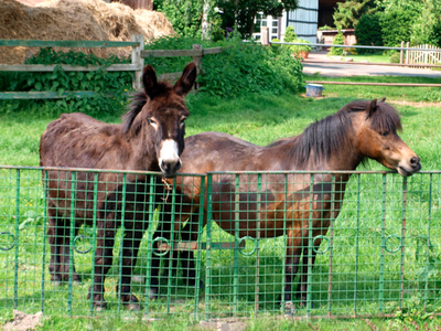 Bild 10 aus  Meyerhof