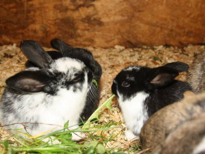 Bild 14 aus  Herbstbauernhof