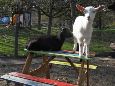 Bild 30 aus  Hubertushof Steidle