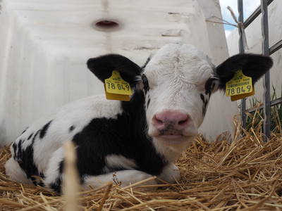 Bild 11 aus  Cohrshof