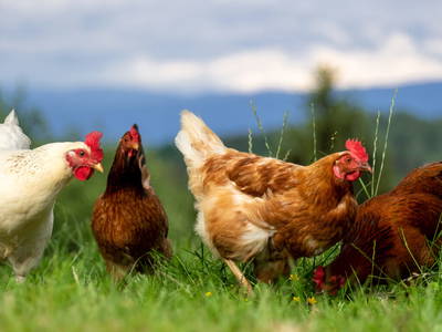 Bild 7 aus  Hanselhof 26