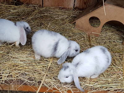 Bild 13 aus  Ferienbauernhof Storchenhäusle