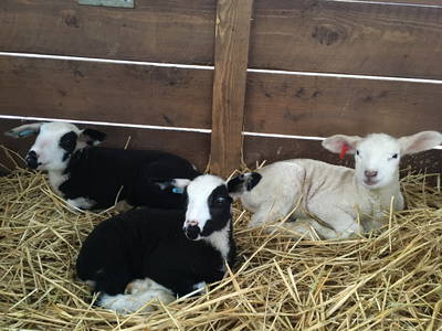 Bild 10 aus  Hof Altasilva - Rosenhof