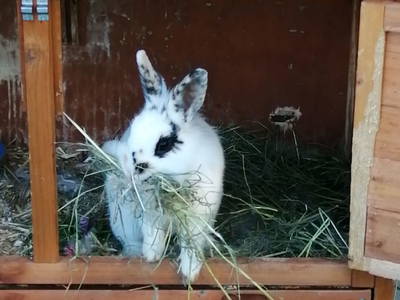 Bild 14 aus  Bio Bauernhof Öbrist