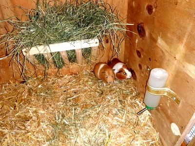 Bild 63 aus Bauernhof Leonhartsberger "Fuchs"