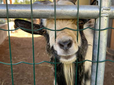 Bild 8 aus  Lahnerhof