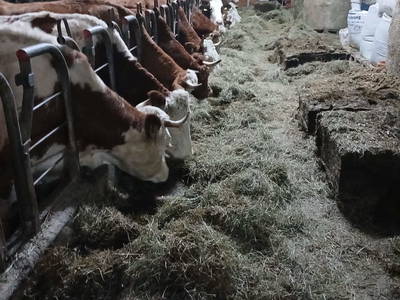 Gut gefüllter Futtertisch