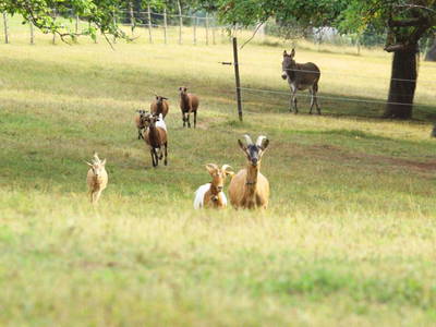 Bild 21 aus  Backhaus Grüntal