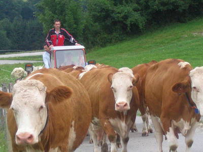 Bild 60 aus  Forellenhof