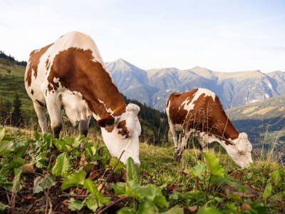 Bild 158 aus  Familienbauernhof mit Märchenkulisse - ZITTRAUERHOF