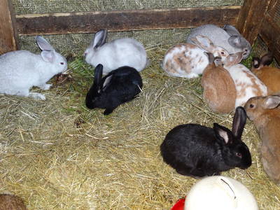 Bild 29 aus  Ferienhof "Familie Groh"