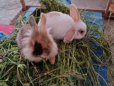 Bild 70 aus  Natur Erlebnishof Aumayr