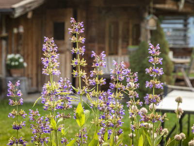 Bild 133 aus  Wandlehenhof