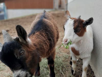 Bild 58 aus  Grainmeister