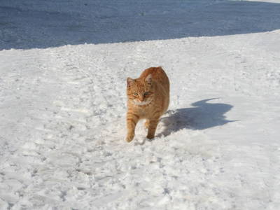 Bild 41 aus  Bauerborchardt - Urlaub am Bauernhof bei Familie Borchardt
