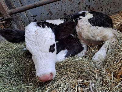 Bild 42 aus  Langhanshütte