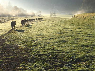 Bild 37 aus  Bio-Bauernhof Schweizerhof