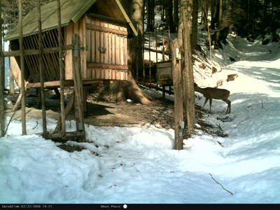 Bild 38 aus  Michlbauer