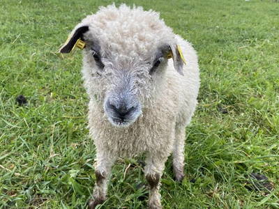 Bild 94 aus  Biohof Kroisleitner