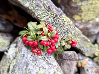 Bild 66 aus  Almhütte Pucher