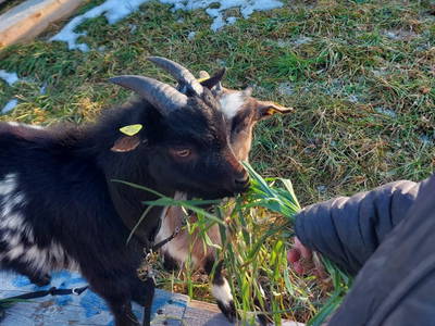 Bild 13 aus  Chalet Troadkasten - Biohof Kreilgut