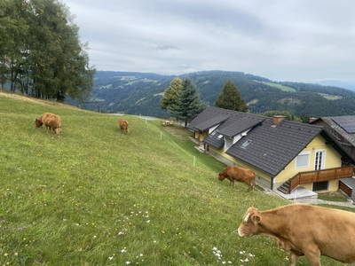 Kühe oberhalb der Ferienwohnungen