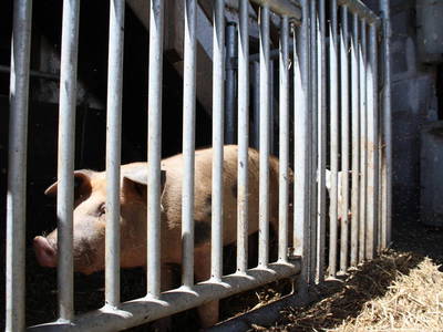 Bild 24 aus  Stefanutti Hof