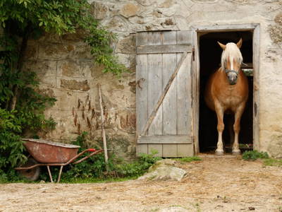 Bild 34 aus  Biohof Besenbäck