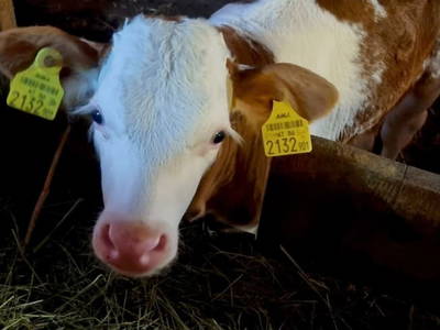 Bild 95 aus  Mortnerhof