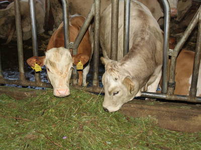 Bild 92 aus  Dichtlhof