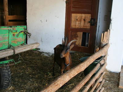 Bild 120 aus  Kaspergut