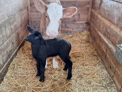 Bild 20 aus  Prädastenhof