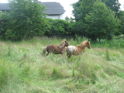 Bild 25 aus  Steinäckerhof