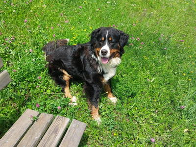 Bild 44 aus  Alm-Ferienhaus Schleinzer