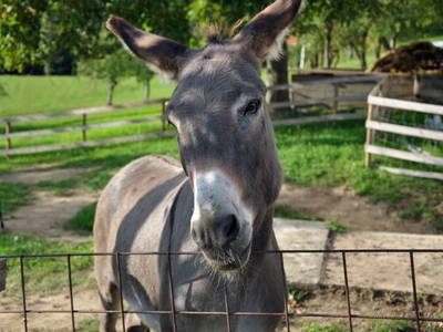Bild 23 aus  Der Ofenmacherhof  Urlaub am Bauernhof