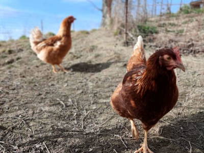 Bild 47 aus  Grainmeister