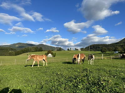 Bild 11 aus  Ferienhof Kirchbichl