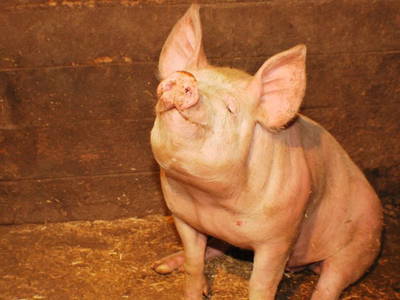 Bild 16 aus  Alpenbauernhof Gröbenhof