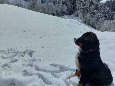 Bild 41 aus  Alm-Ferienhaus Schleinzer