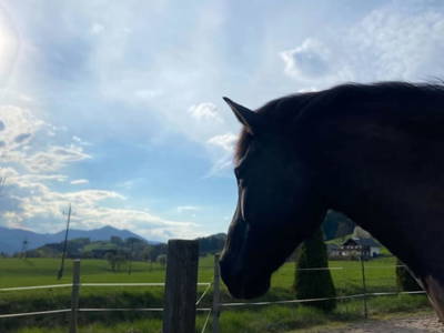 Bild 110 aus  Lippingergut