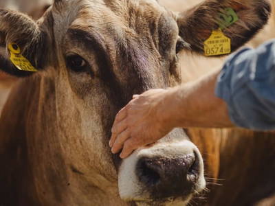 Bild 27 aus  Biberhof im Mühlviertel