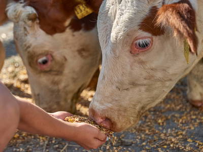 Bild 52 aus  Urlaub am Schoffahanslof im Bayerischen Wald: Natur, Abenteuer & Erholung für die ganze Familie“