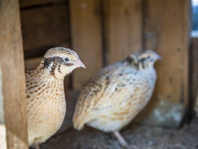 Bild 157 aus  Bio-Bauernhof Schweizerhof