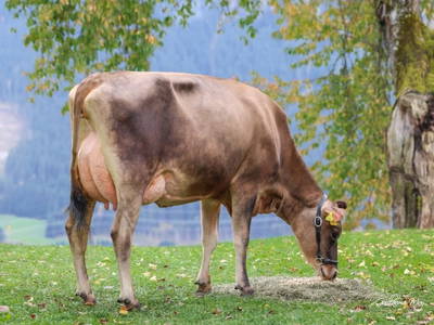 Bild 38 aus  Ferienwohnung Hettlgrub