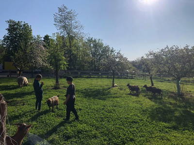 Bild 8 aus  Naturerlebnishof Vulkaneifel