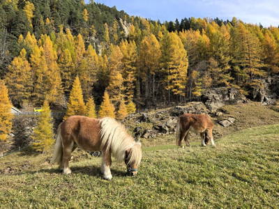 Bild 18 aus  Granbichlhof