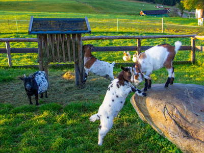 Bild 24 aus  Egglbauer