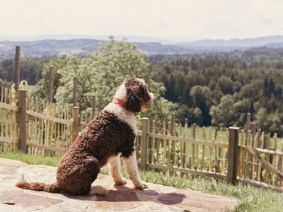 Bild 93 aus  Refugien Am WILDBACHBERG