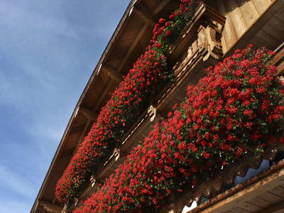 Bild 25 aus  Reiterhof Suassbauer