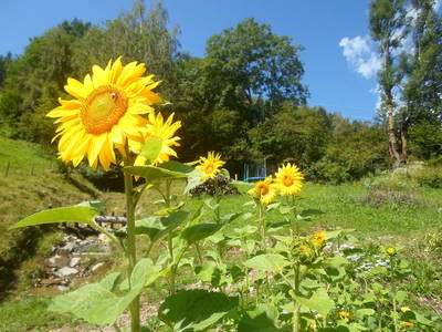 Bild 33 aus  Laxhube